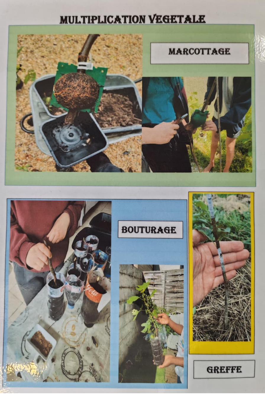 Jardinage thérapeutique